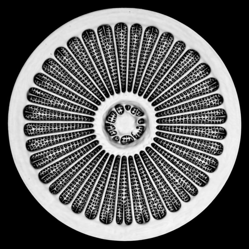 19-Jan_Michels_Micrograph_1-800x800.jpg