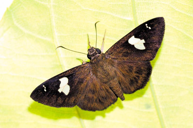 white_banded_flat_200211_2_by_inckurei-d39yg9q.jpg