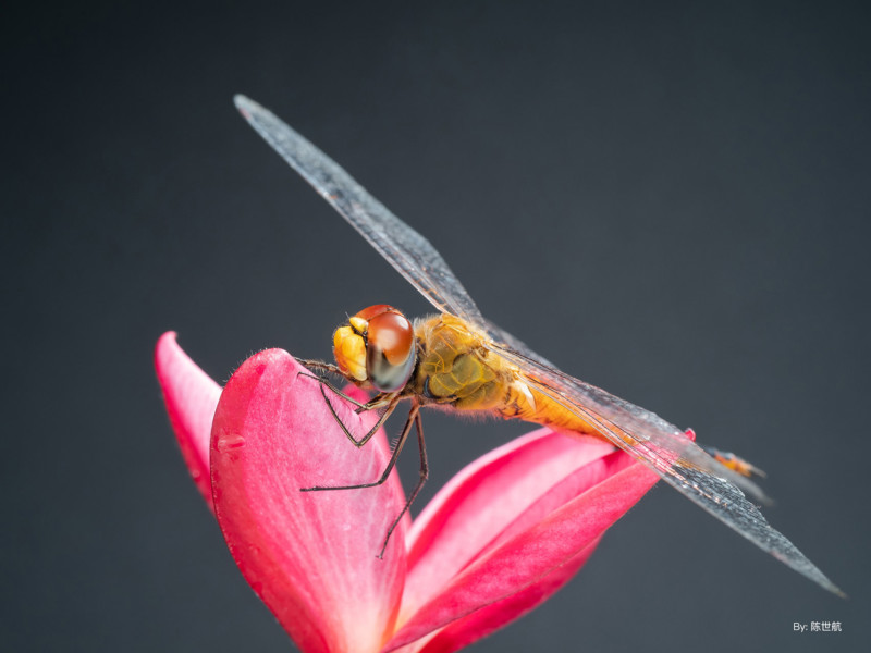 ttartisan-40mm-macro-example-petapixel-8-800x600.jpg