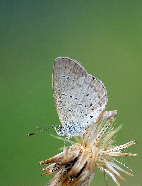 Lesser_Grass_Blue_2_100508_by_inckurei.jpg