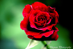 8304262594_bcded07458_m.jpg