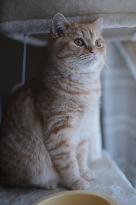 KamLan_32mm_F11_4-533x800.jpeg