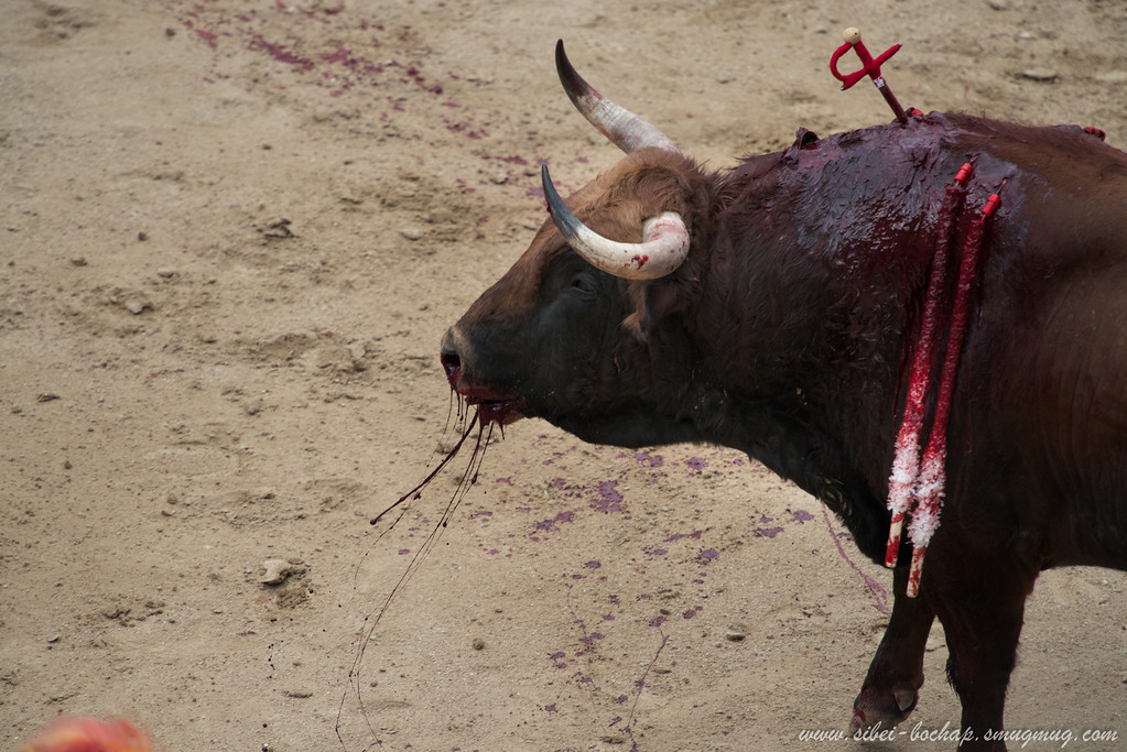 DSC8061-XL.jpg