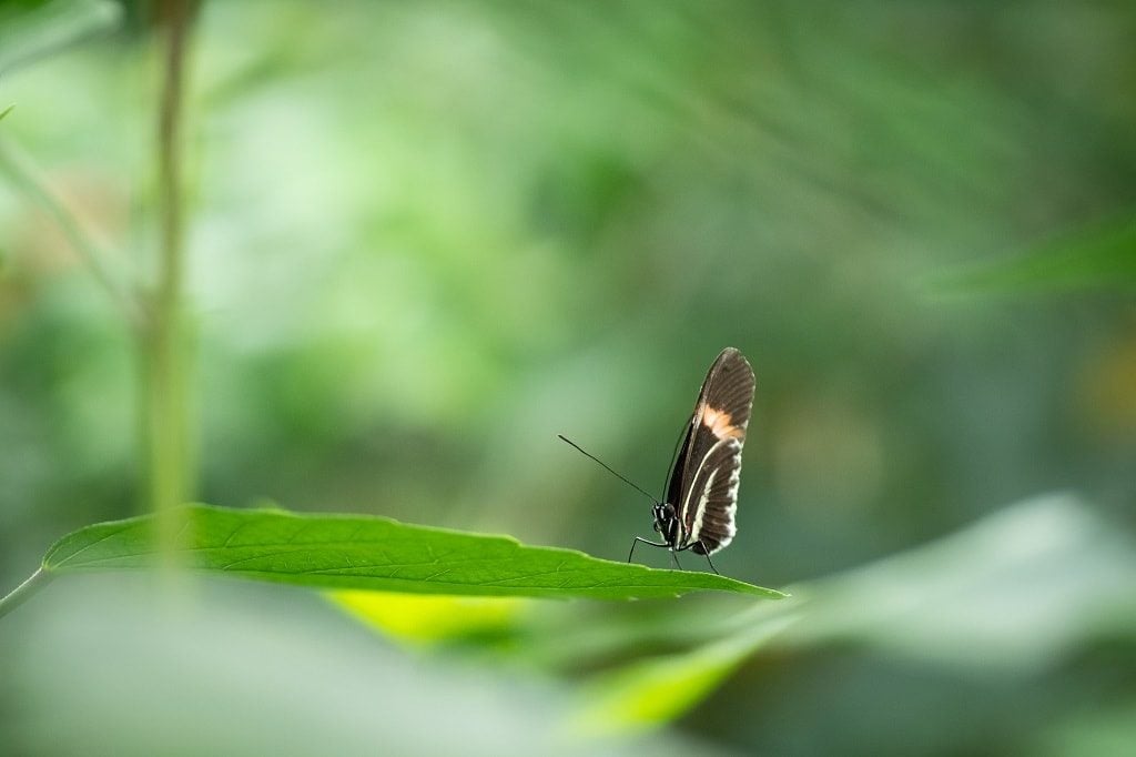 fuji11.jpg