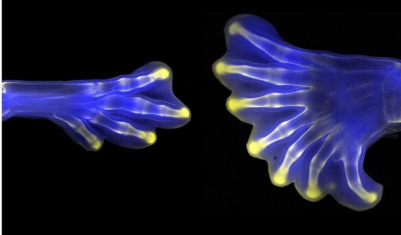 Hindlimbs from chick embryos