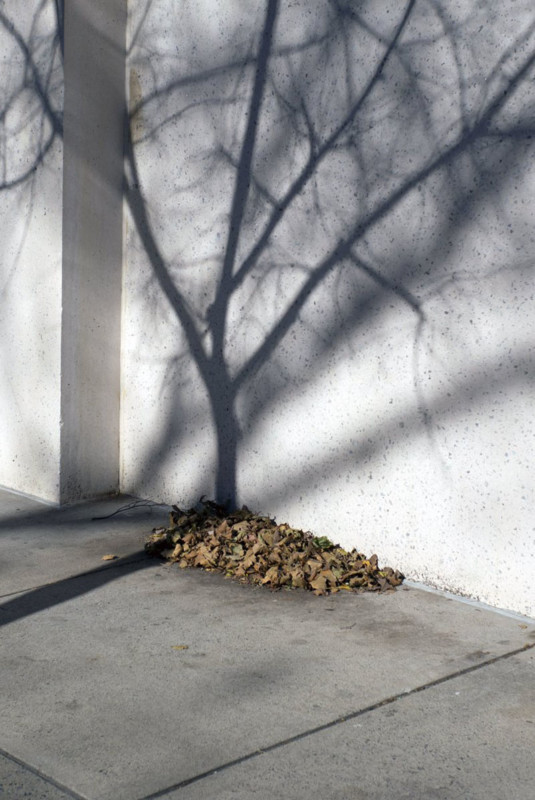 A pile of leaves at the base of the shadow of a tree