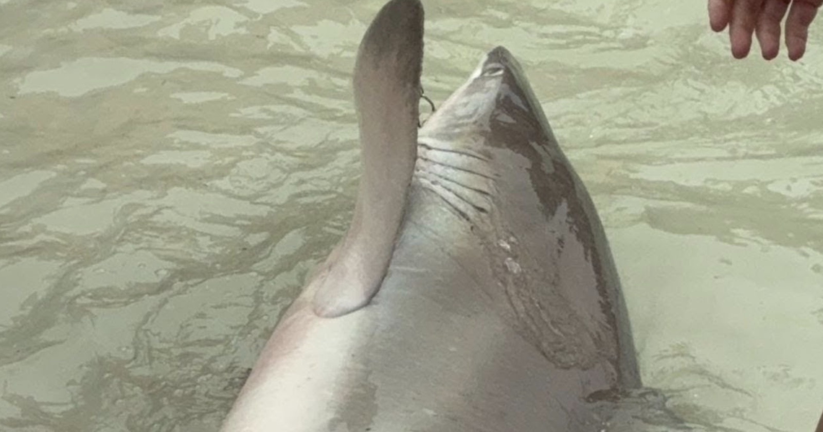 shark brought ashore for selfies with tourists