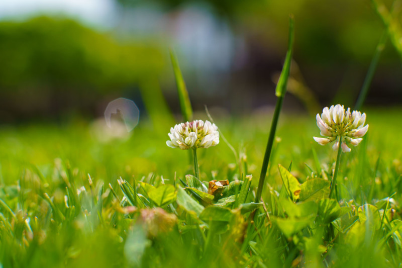7Artisans-55mm-F1.4-II-Lens-2-800x533.jpg
