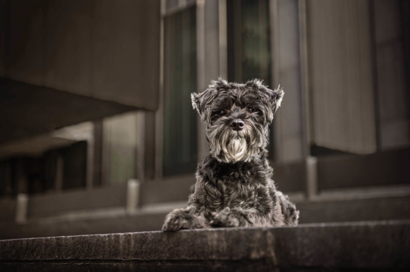 black-dog-0465-800x532.jpg