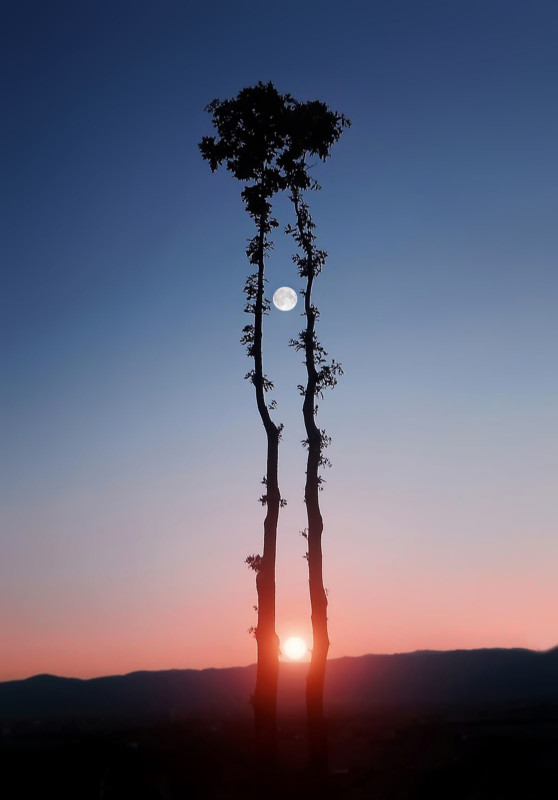iStock-821205054-558x800.jpg