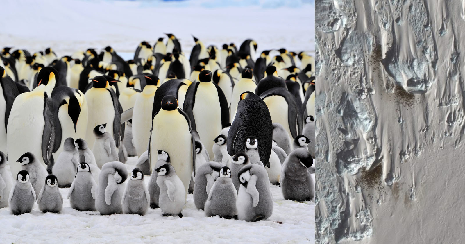 emperorpenguins