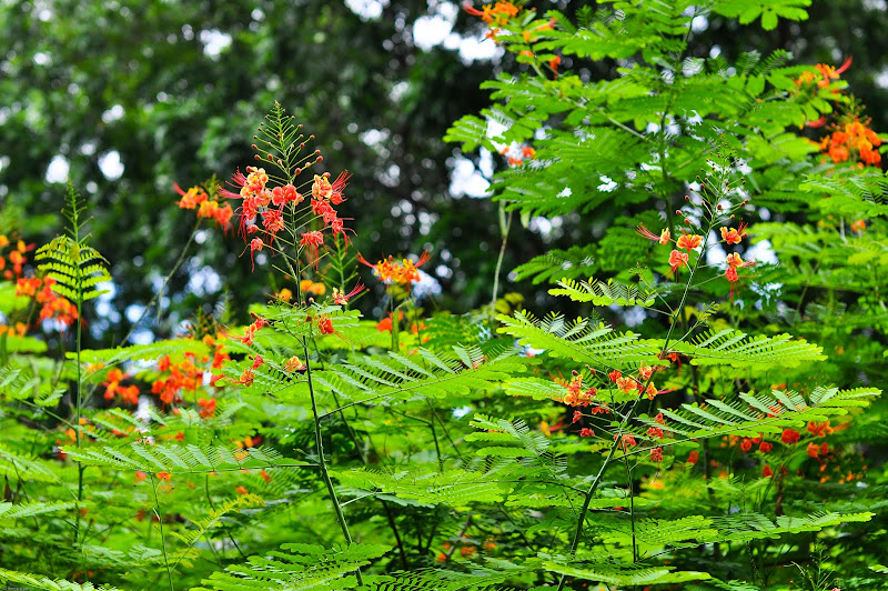 DSC_1295.jpg