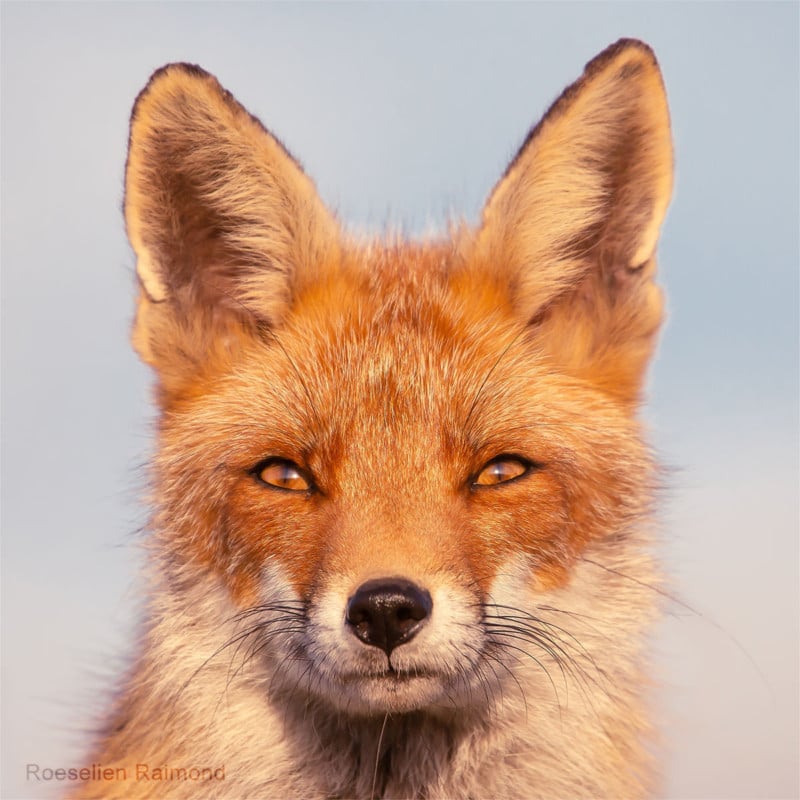 A portrait of a fox
