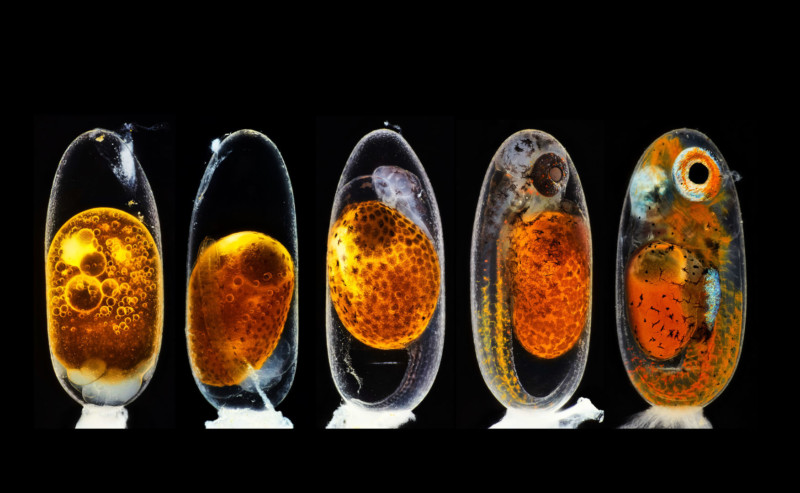 2-Amphiprion1_Daniel-Knop-800x493.jpg
