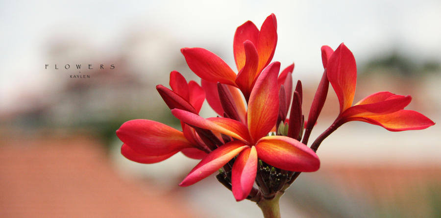 Flowers__In_Focus_by_RealmicSorcerer.jpg