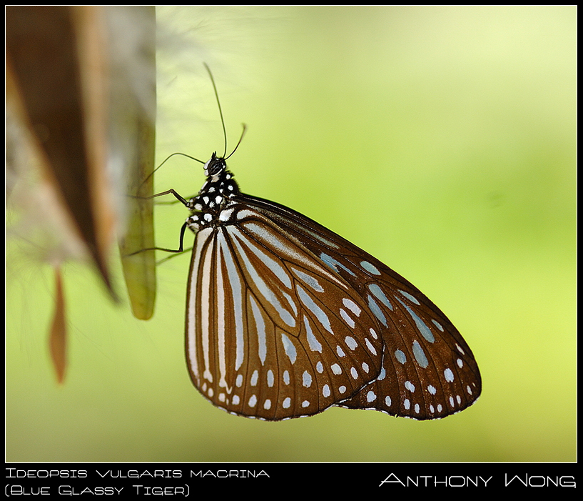 Blue_Glassy_Tiger_020808_by_inckurei.jpg