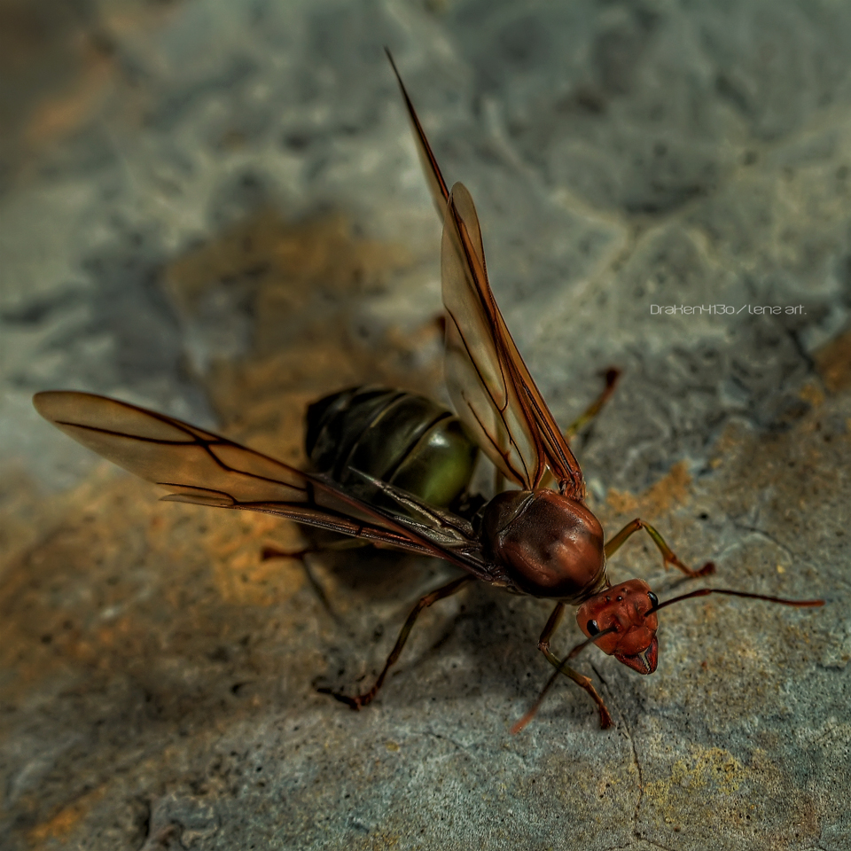 Fire_Ant_by_Draken413o.jpg