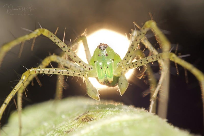 Lynx-Spider-Early-Riser-800x533.jpg