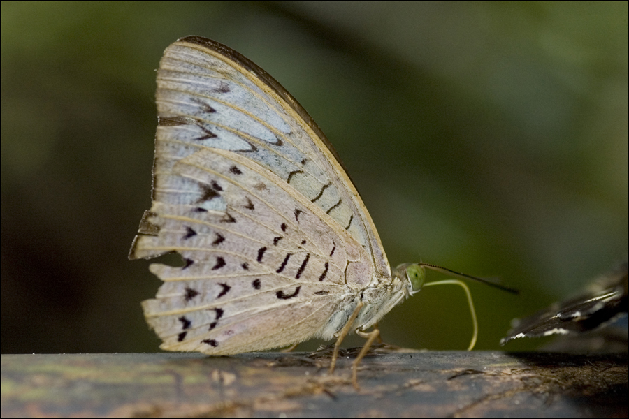 Macritchie_Butterflies_Dec_VII_by_log1t3ch.jpg