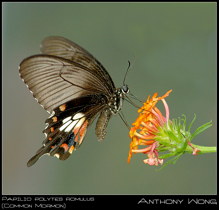 Common_Mormon_4_270708_by_inckurei.jpg