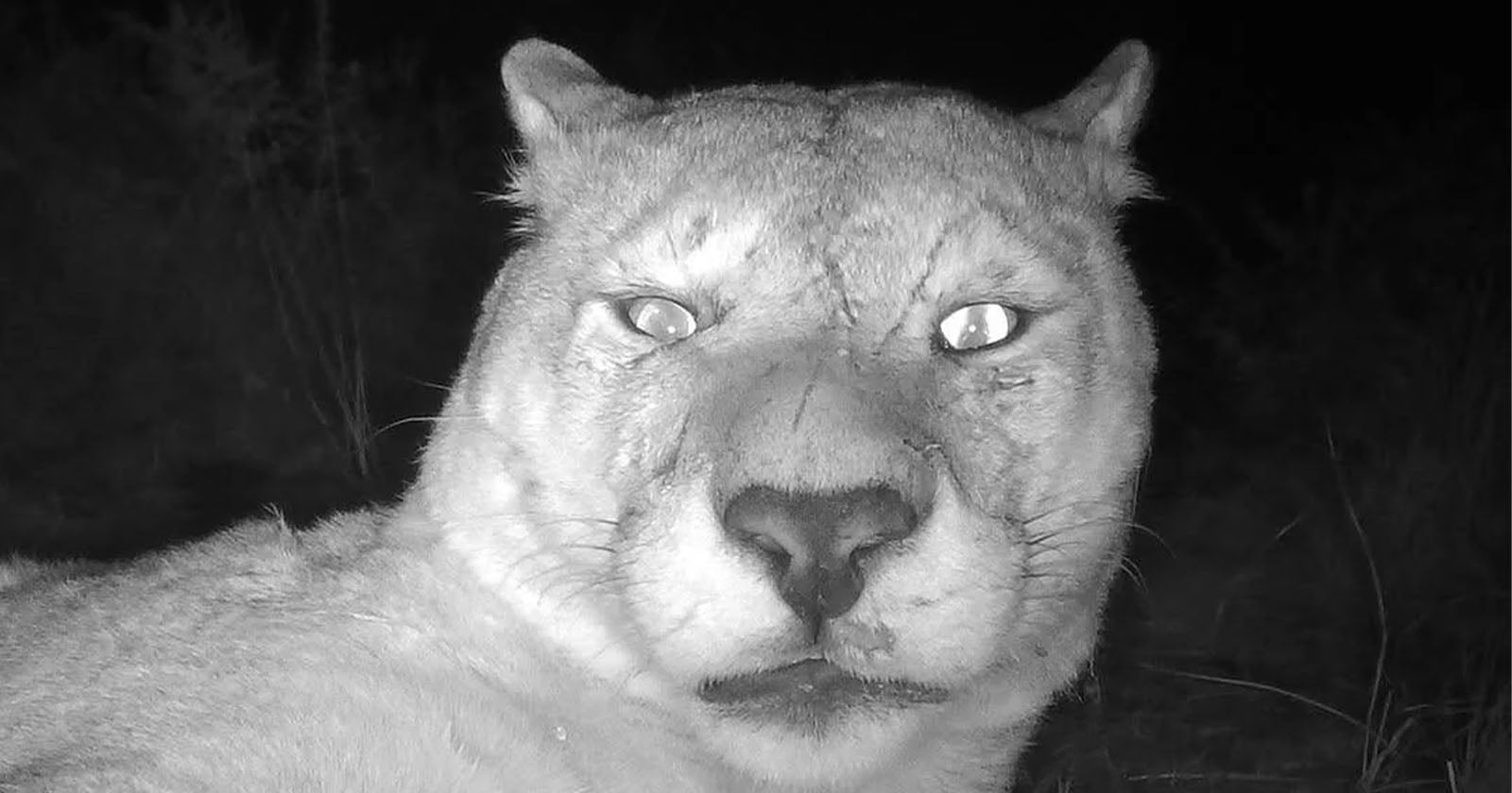 A close-up, black-and-white night photo of a large wild cat, possibly a puma or mountain lion, looking directly at the camera with wide eyes and a serious expression. The background is dark and blurry.