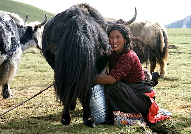 yak-milk.jpg