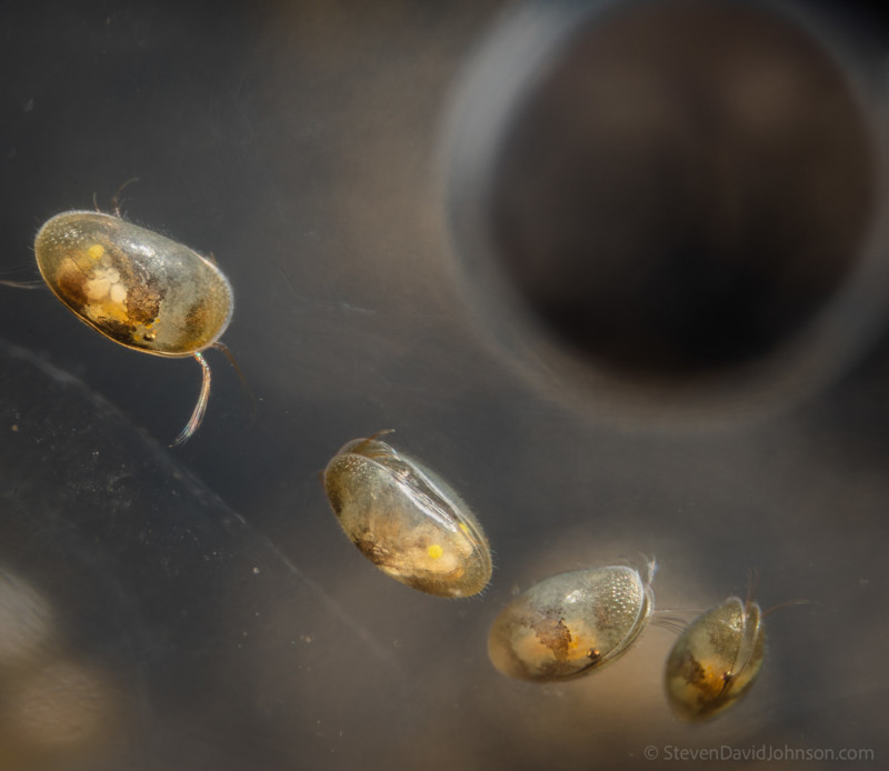 underwater-macro-photography-petapixel-15-800x694.jpg