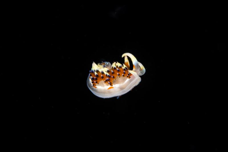 F8409734-800x533.jpg