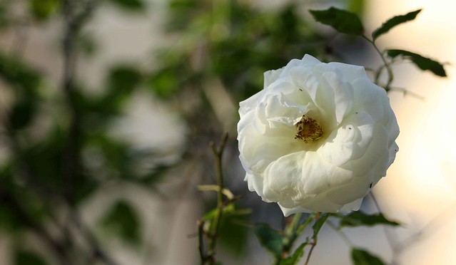 4843652968_5cf2761179_z.jpg