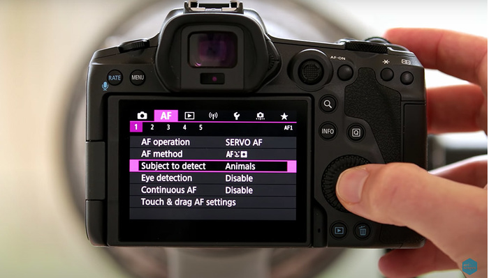 The Best Canon EOS R5 Settings for Bird Photography