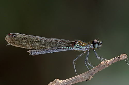 5166511600_a2000d709b.jpg