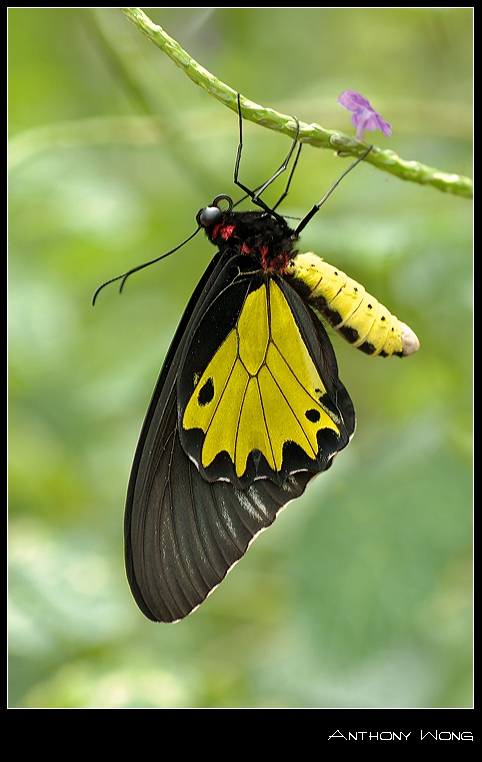 Common_Birdwing_2_011008_by_inckurei.jpg