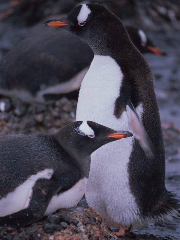 Antarctica_35_Provia_3_sRGB-600x800.jpg