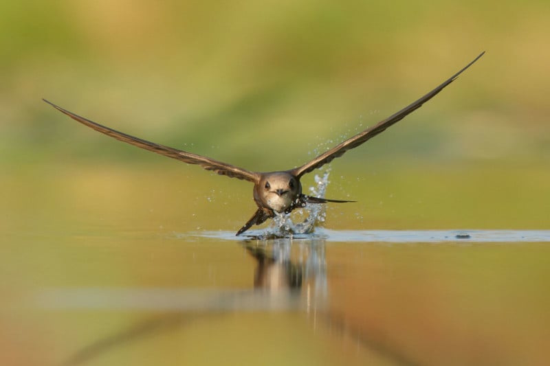 Birds-in-Flight-Silver-800x533.jpg