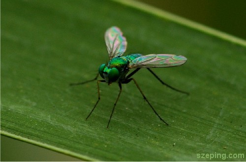 fly1.jpg