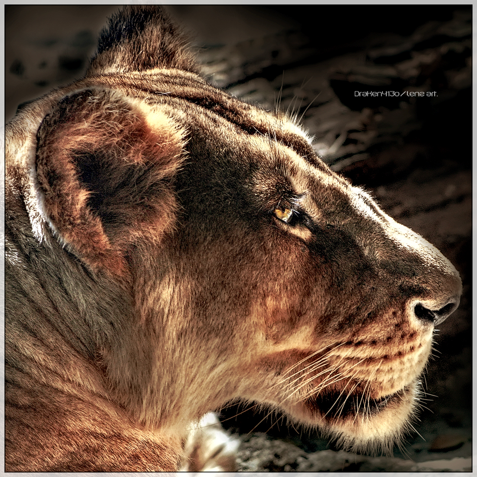 Lioness_by_Draken413o.jpg