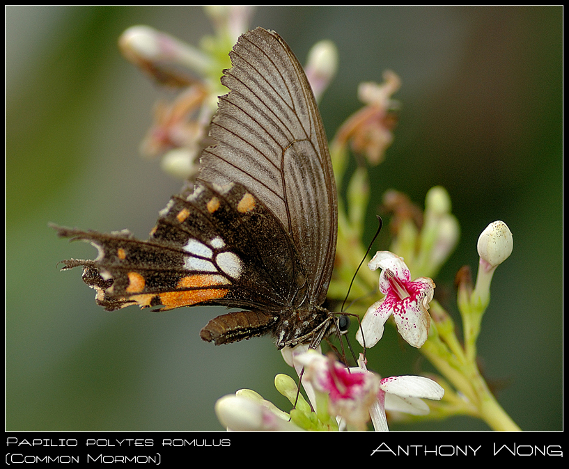 Common_Mormon_8_270708_by_inckurei.jpg