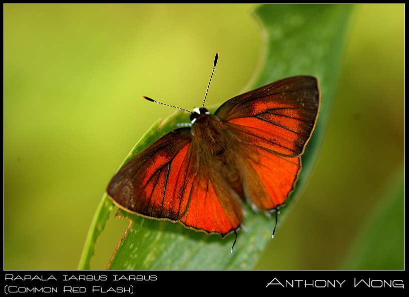 Common_Red_Flash_03_030808_by_inckurei.jpg