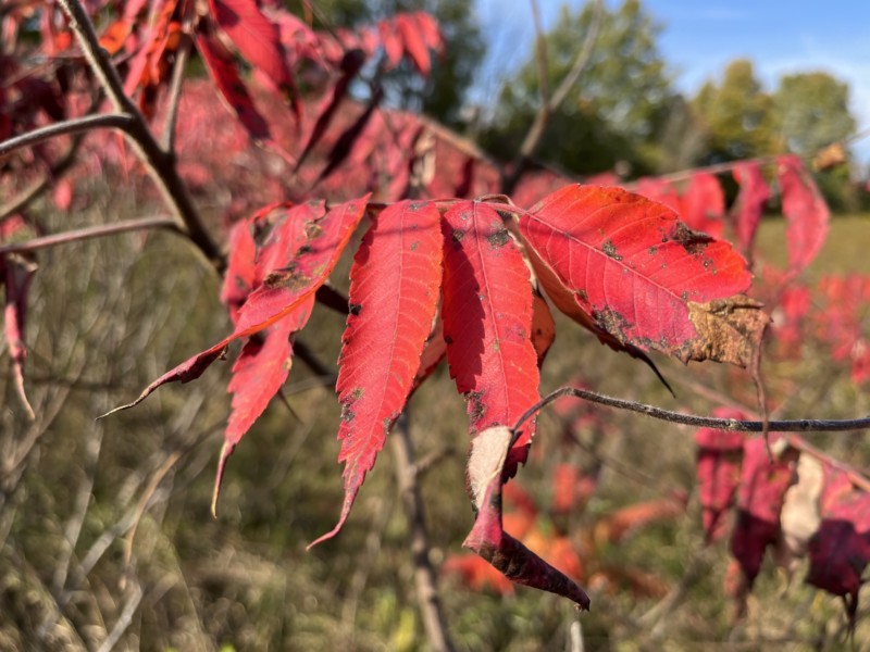 iPhone-13-sunny-leaves-800x600.jpg