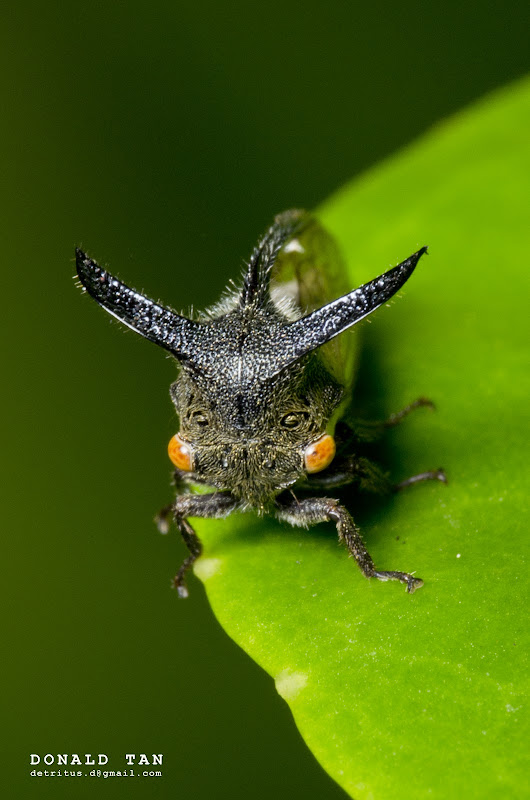 IMGP2179_crop.JPG