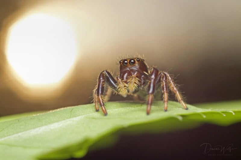 Jumping-Spider-800x533.jpg