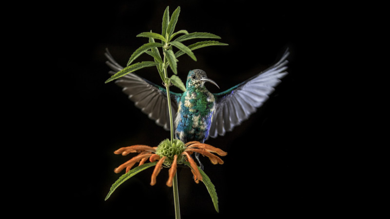3-PetaPixel-Steven-Benjamin-Bird-Photography-Malachite-sunbird-in-flight-800x450.jpg