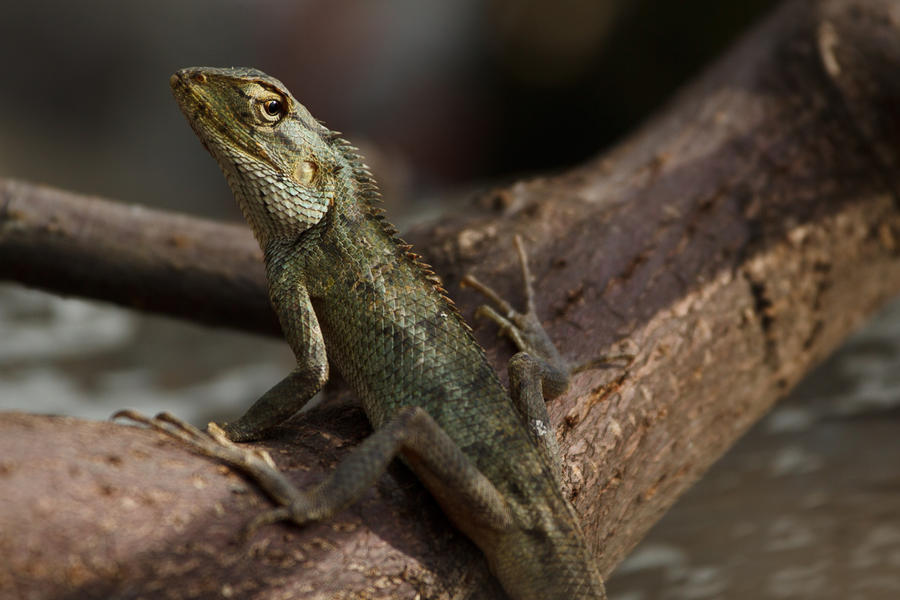 The_Little_Green_Lizard_by_Draken413o.jpg