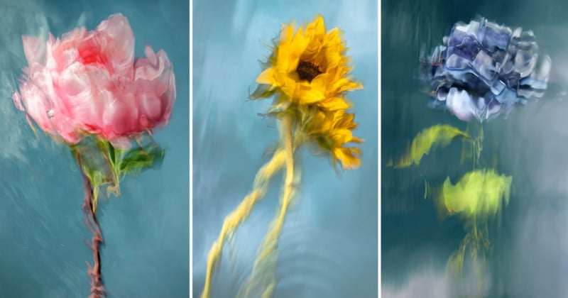 UnderwaterFlowers_feat-800x420.jpg