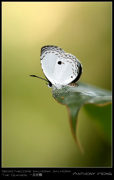 The_Quaker_110908_by_inckurei.jpg
