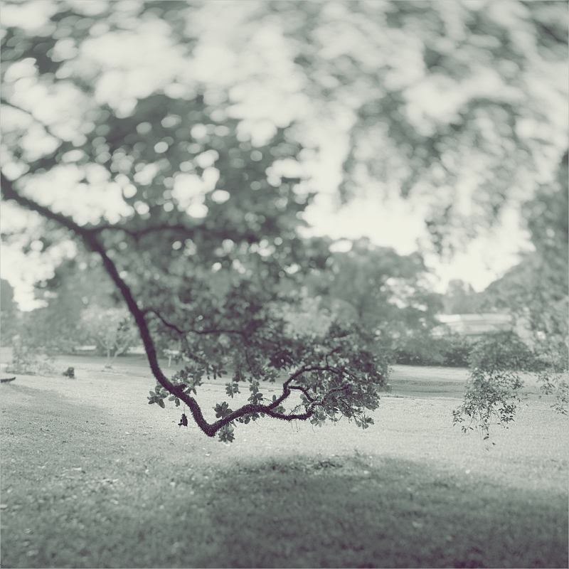 woodleigh005c.jpg