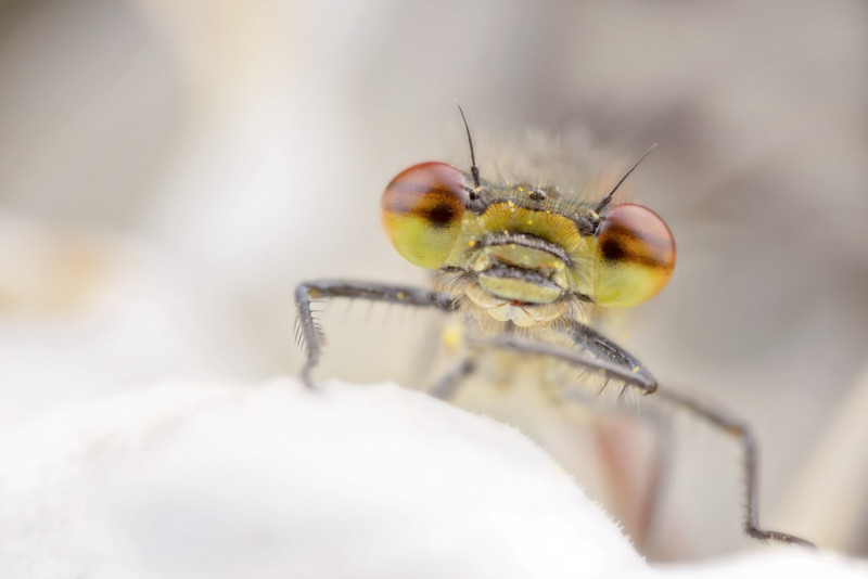 damselfly-800x534.jpg