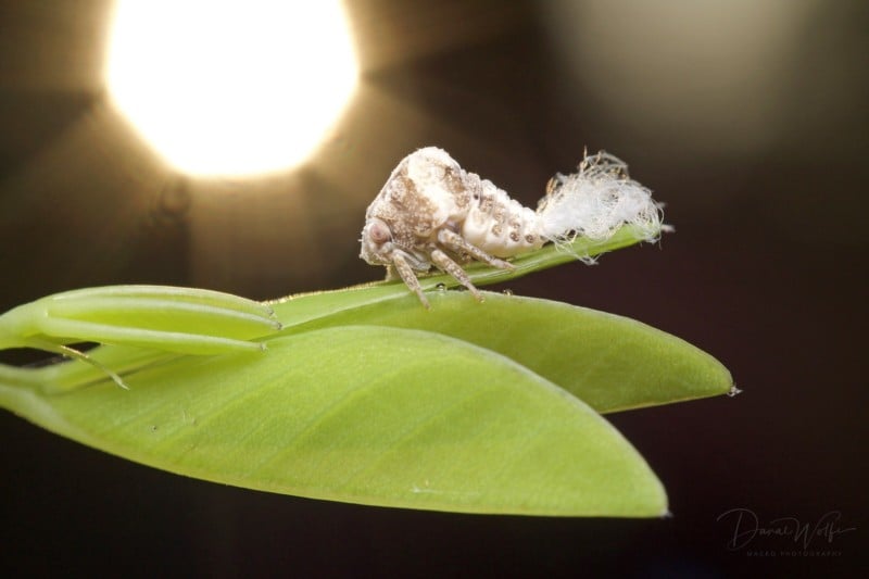 Planthopper-800x533.jpg