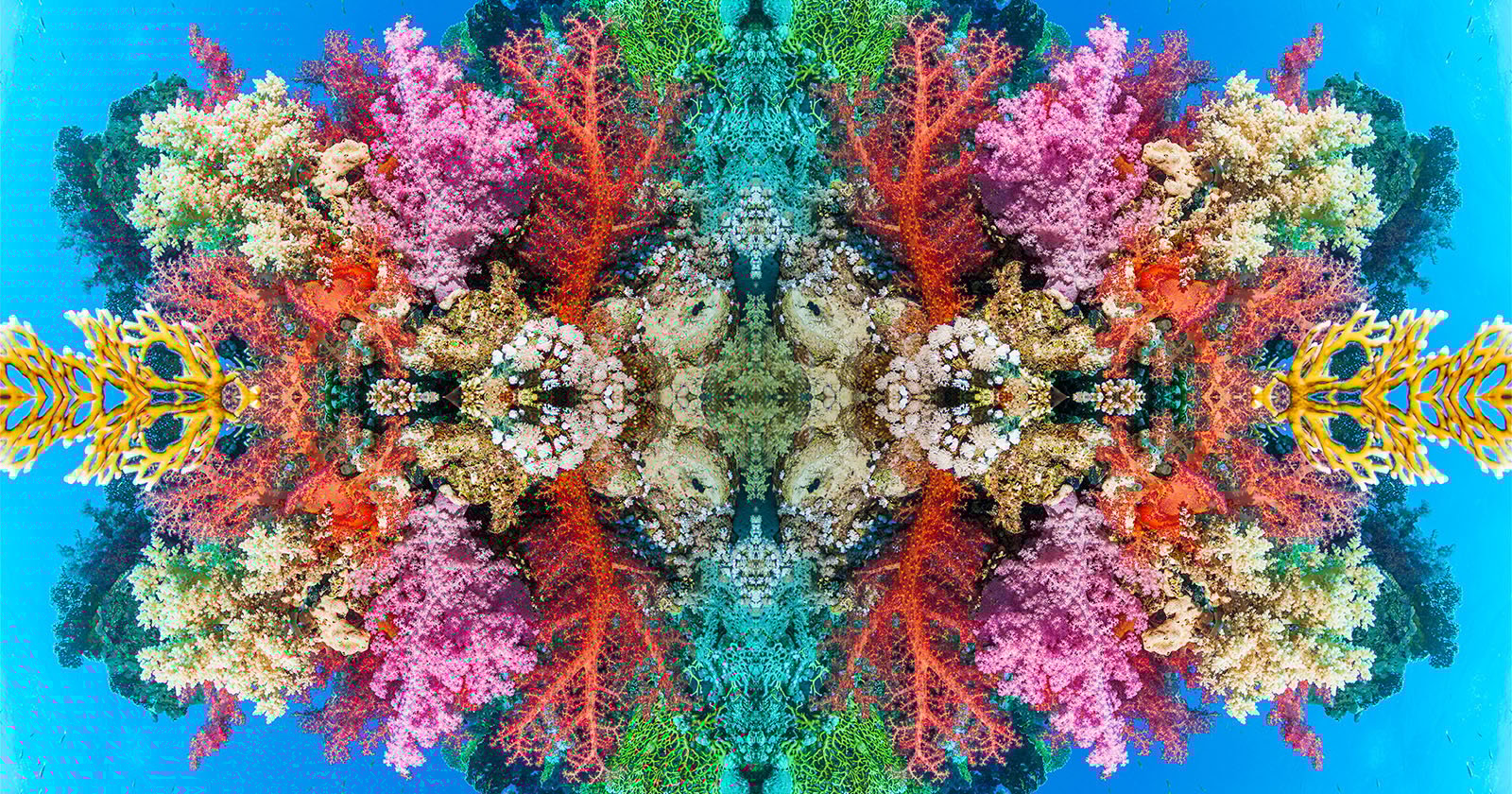 Vibrant coral reef scene with a symmetrical arrangement featuring various types and colors of coral, including pink, red, green, and yellow, surrounded by clear blue water. The mirrored effect creates a visually stunning, kaleidoscopic underwater landscape.