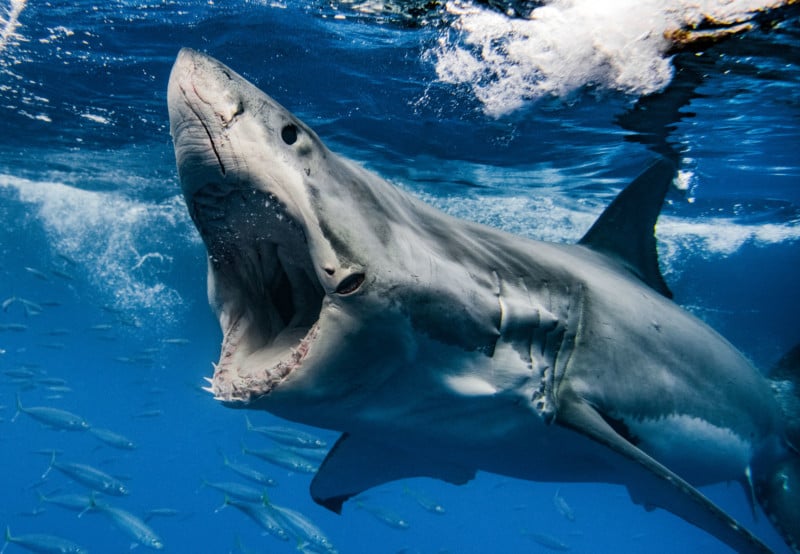 Great white shark photographer